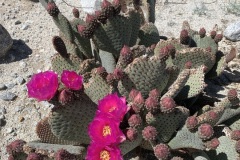 IMG_6505 IMG_6505