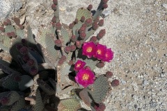 IMG_6506 IMG_6506