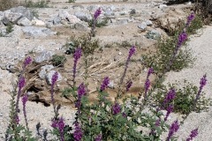 IMG_6511 IMG_6511