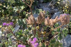 IMG_6512 IMG_6512