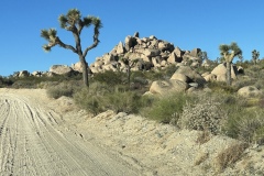IMG_1137 IMG_1137
