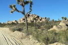 IMG_1138 IMG_1138