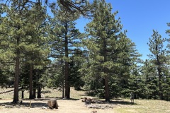 IMG_2550 IMG_2550