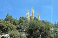 IMG_2553 IMG_2553
