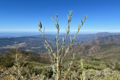 LRCSD Nordhoff Ridge / Peak Ojai LRCSD Nordhoff Ridge / Peak Ojai
